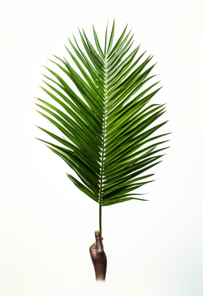 AI generated palm on white background isolated photo