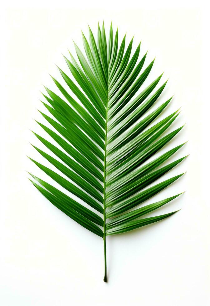 AI generated palm on white background isolated photo