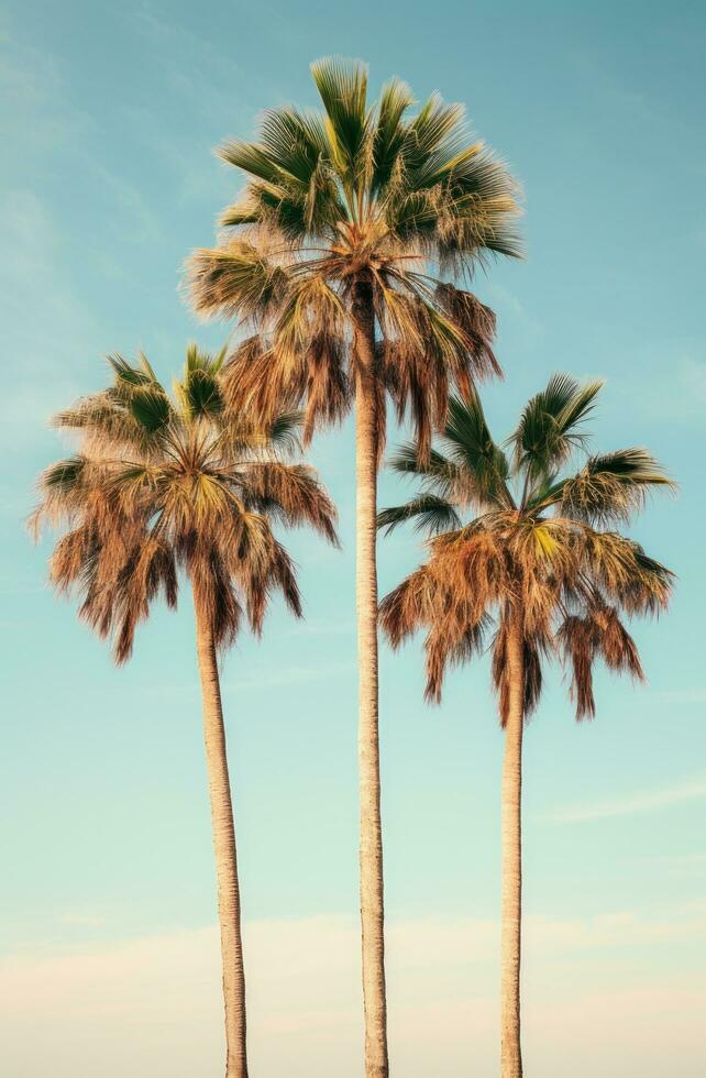 AI generated three lone palm trees are placed together, with linterna and white background photo