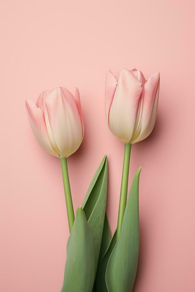 AI generated close up of three pink tulips on a pink background photo
