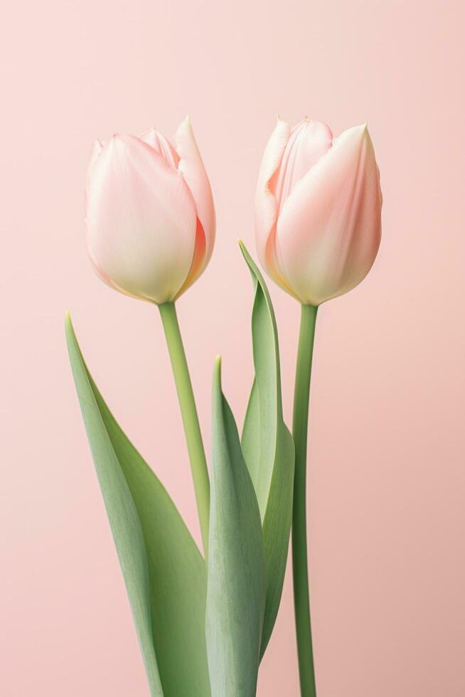 AI generated close up of three pink tulips on a pink background photo