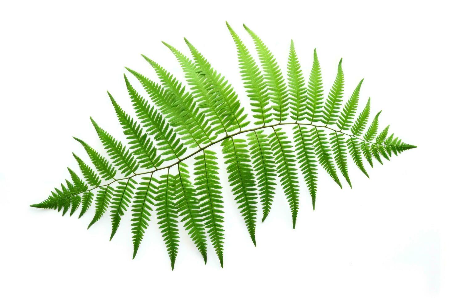 AI generated green fern leaves on a white background, photo