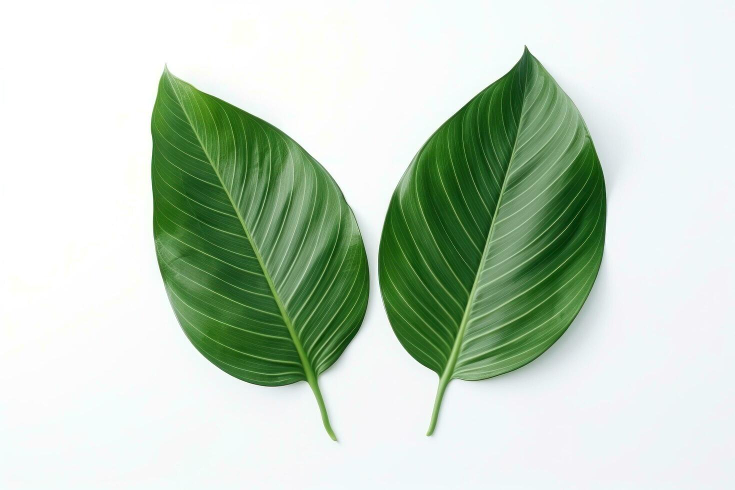 AI generated two large leaves in front of a white background, photo