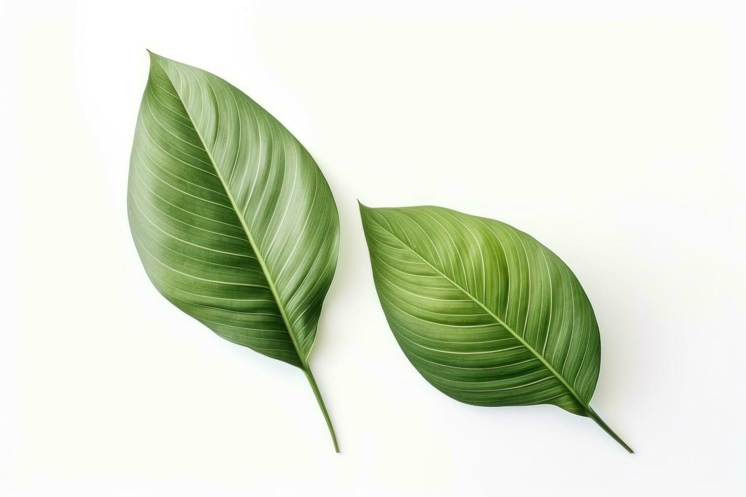 AI generated two large leaves in front of a white background, photo