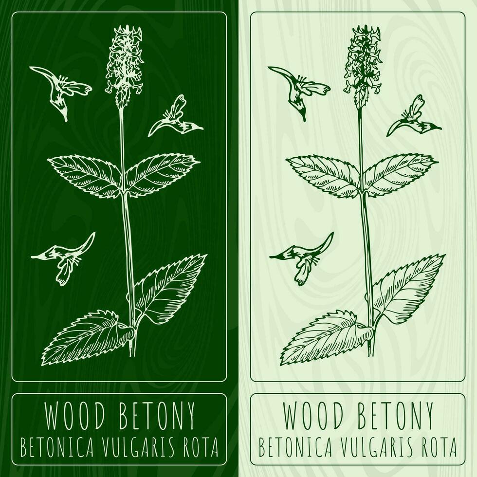 Vector drawings COMMON HEDGENETTLE. Hand drawn illustration. Latin name BETONICA OFFICINALIS L.