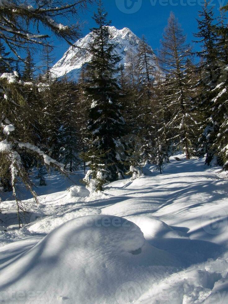 snow covered trees and a mountain in the background photo