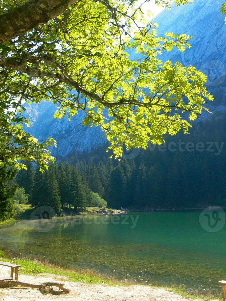 un árbol con hojas verdes foto