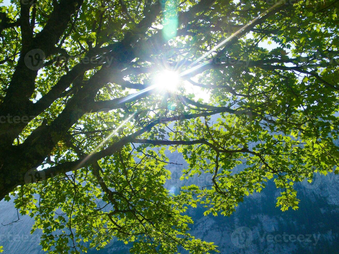 a tree with a sun shining through it photo