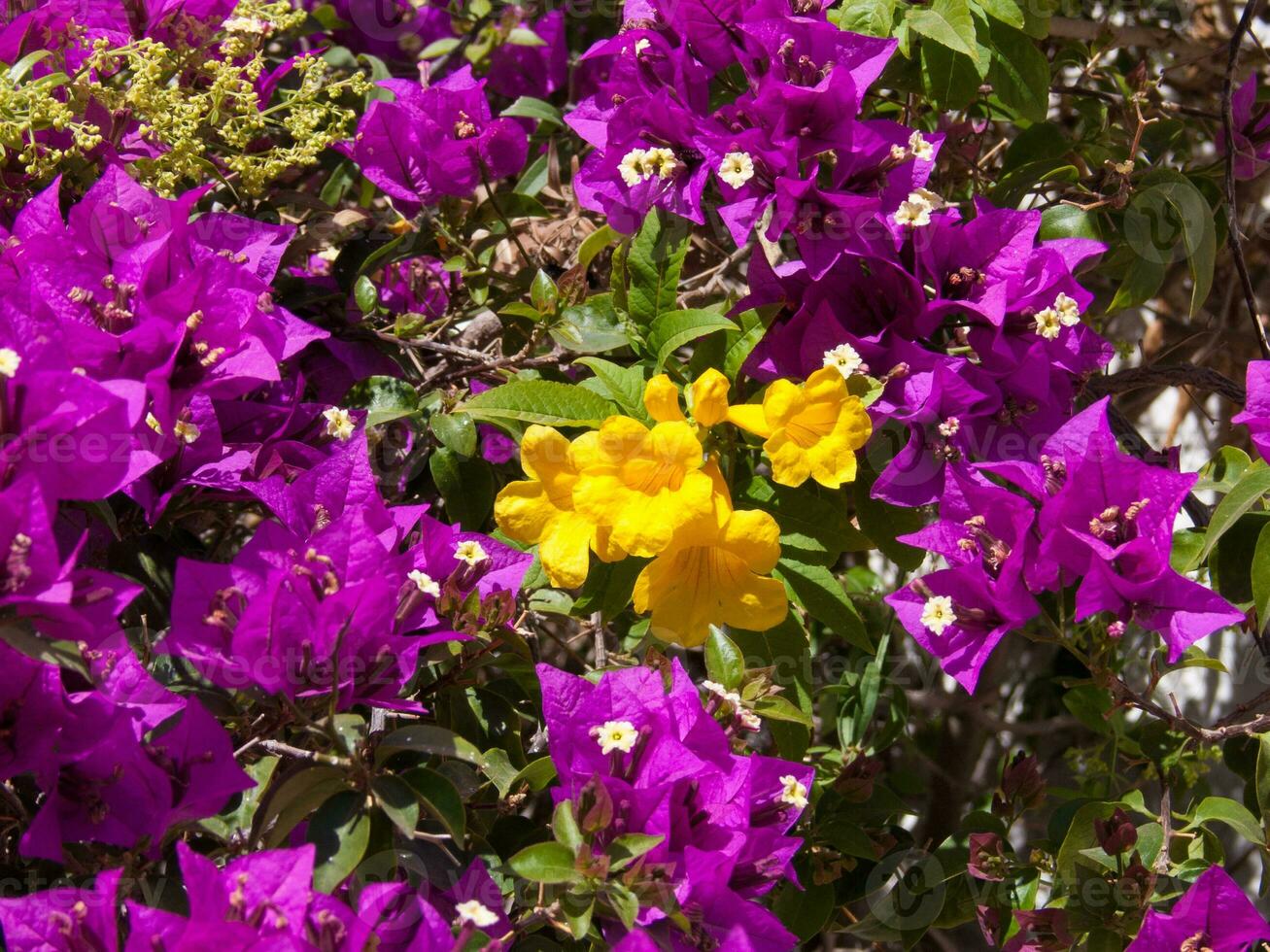 purple flowers and yellow flowers are growing together photo