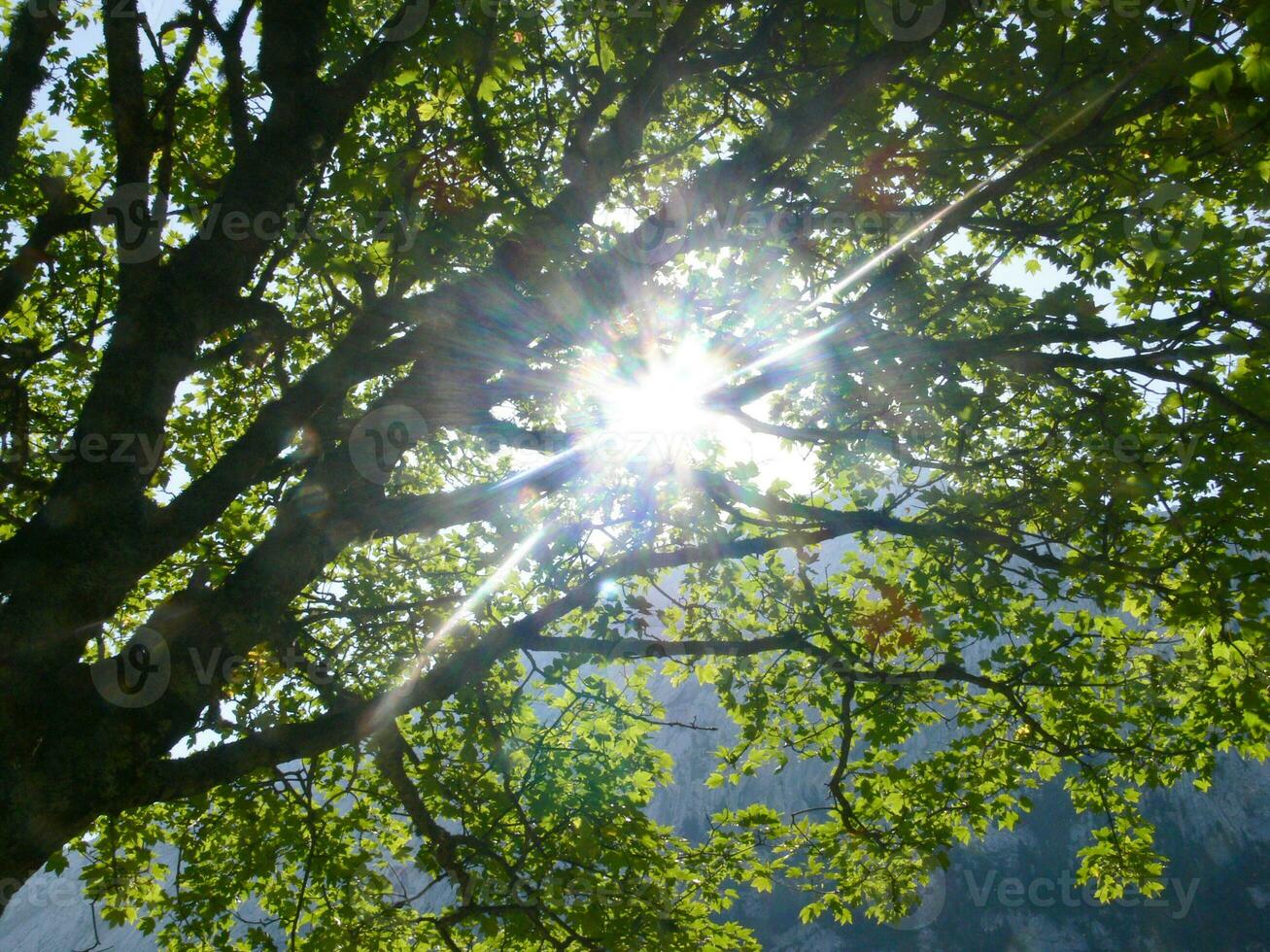 a tree with a sun shining through it photo