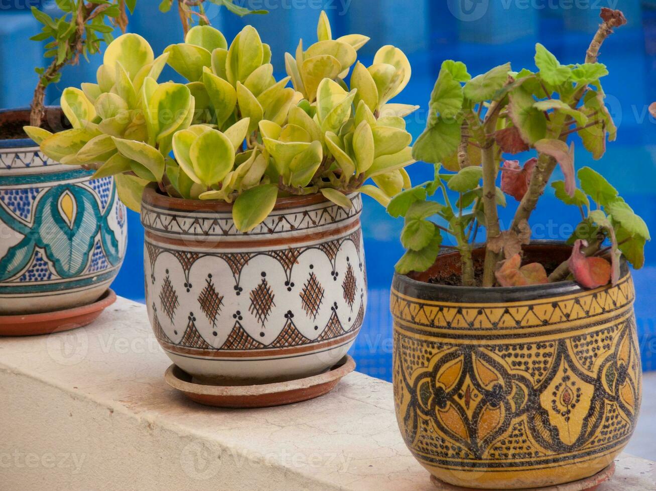 a group of pots with plants sitting on a ledge photo