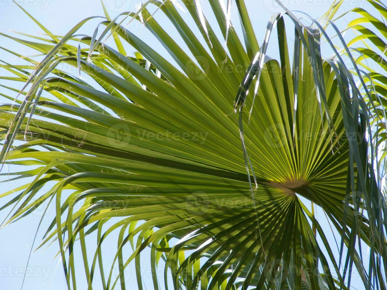 a palm tree with a bird flying in the sky photo