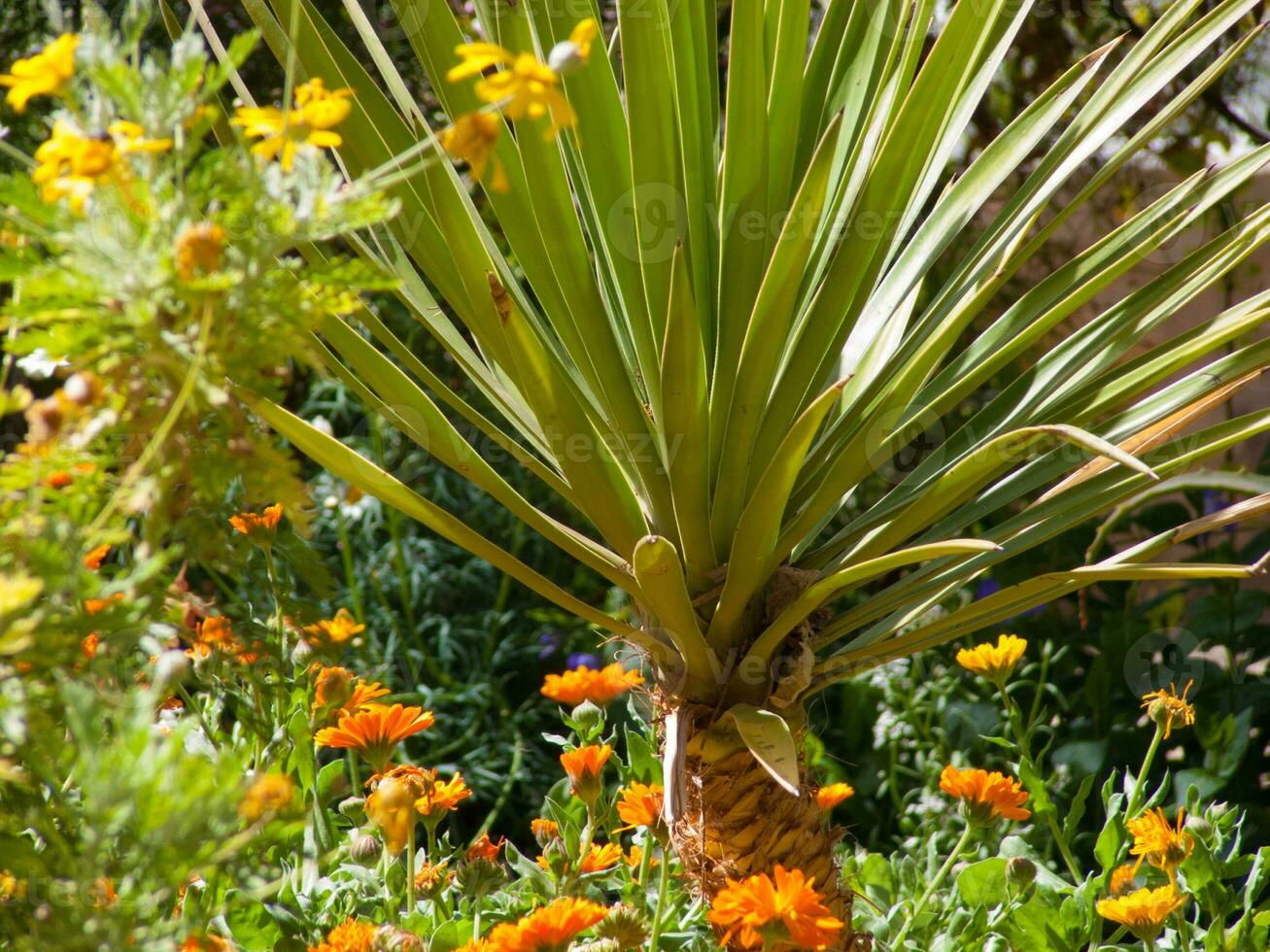 a palm tree in a garden photo