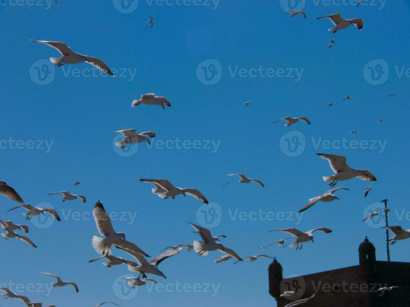 a flock of birds flying in the sky photo