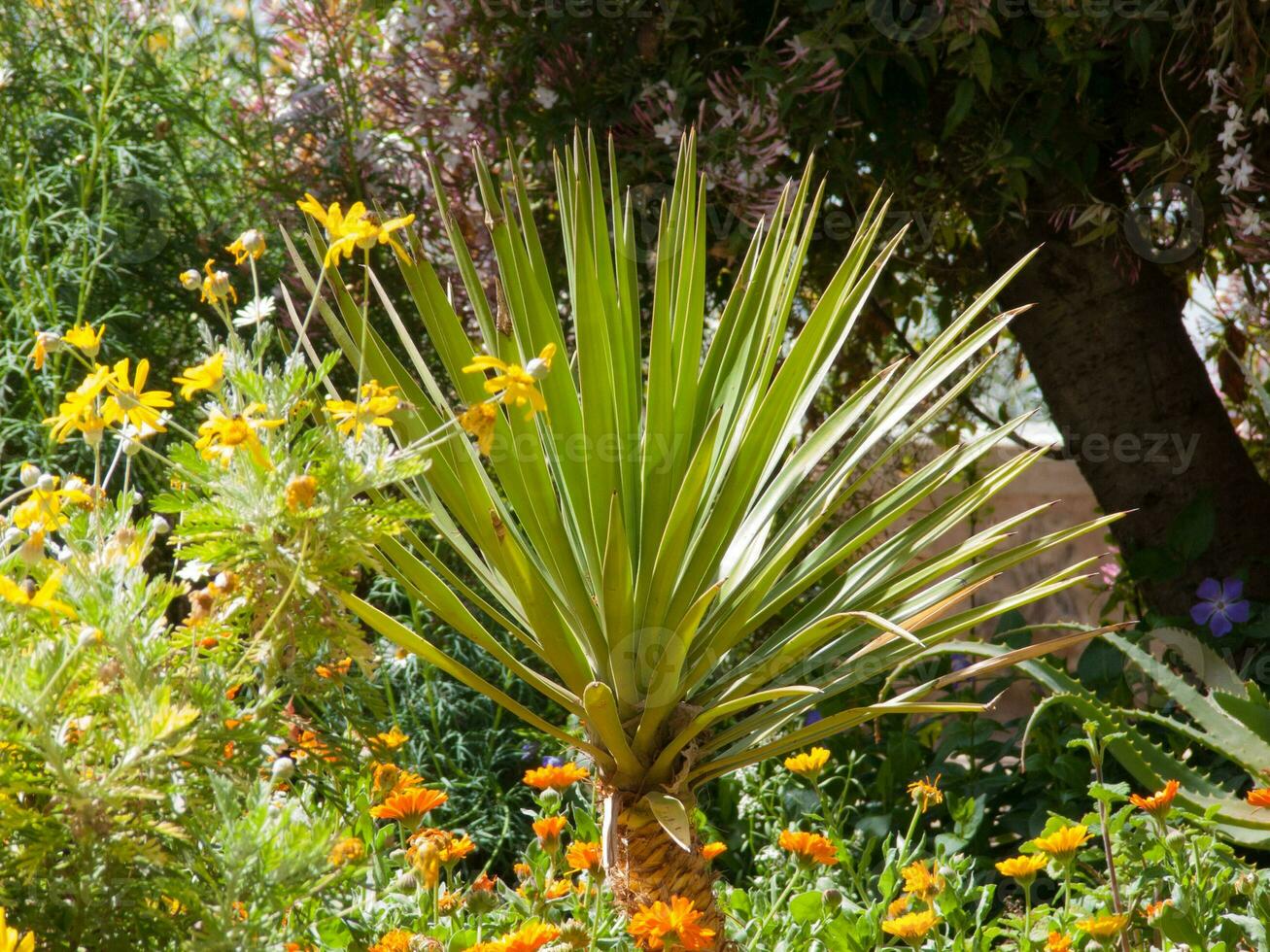 a palm tree in a garden photo