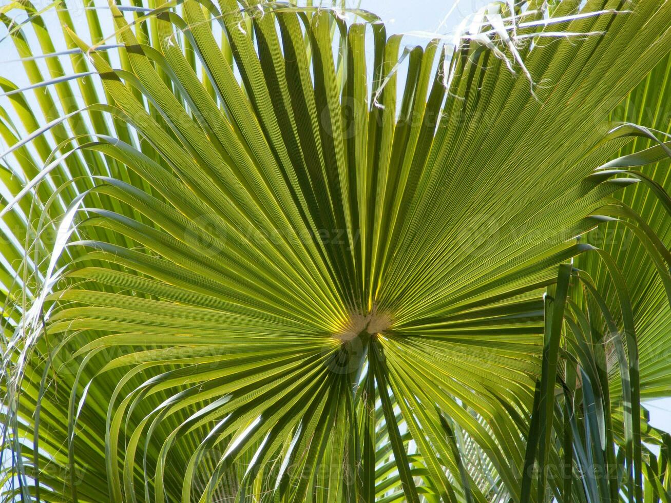 un palma árbol con muchos hojas foto