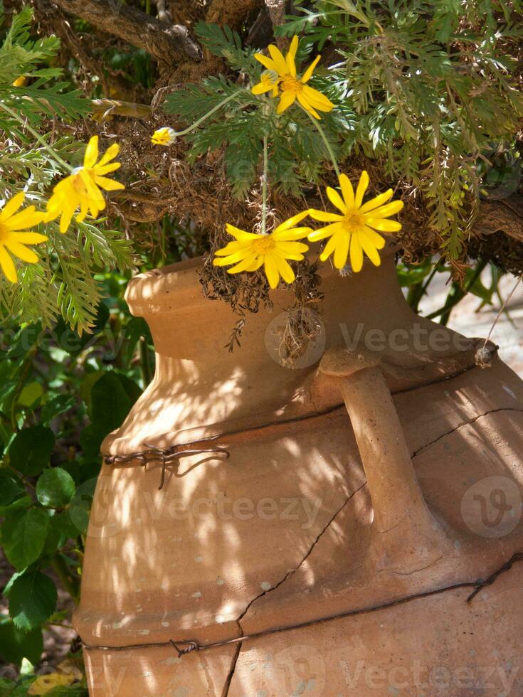 a large clay pot with yellow flowers photo