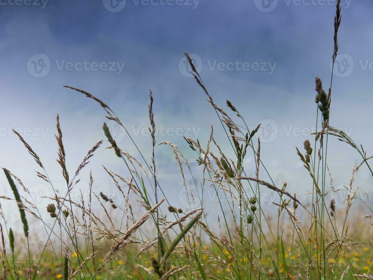 tall grasses in a field with a blue sky photo