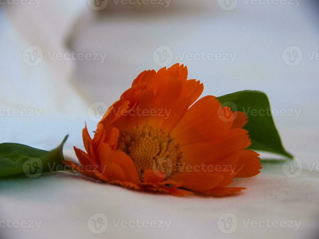 a single orange flower photo