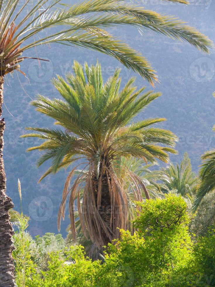 un grande palma árbol foto