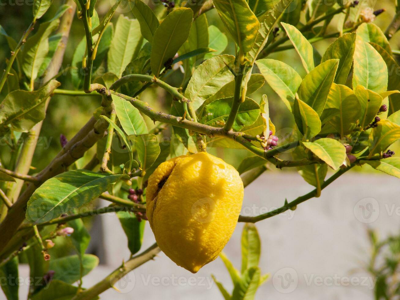 a lemon is hanging on a tree photo