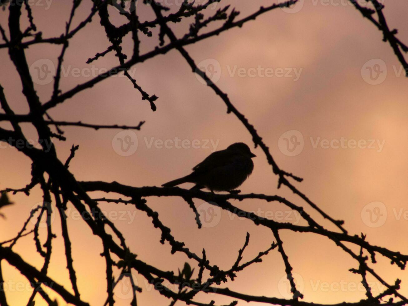 a bird sitting on a branch at sunset photo