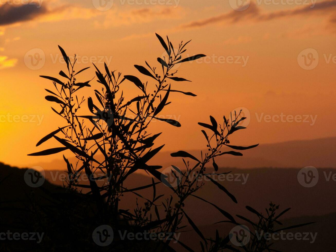 a tree with leaves photo