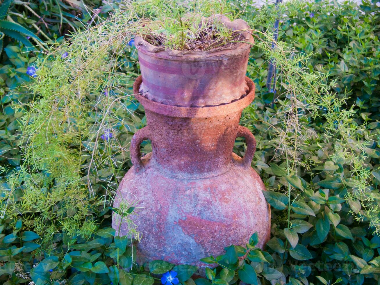 a large vase with plants growing out of it photo