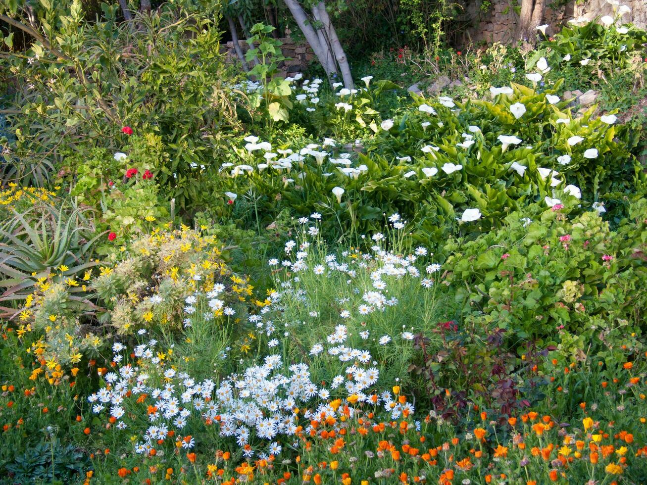 un jardín con muchos diferente flores y plantas foto