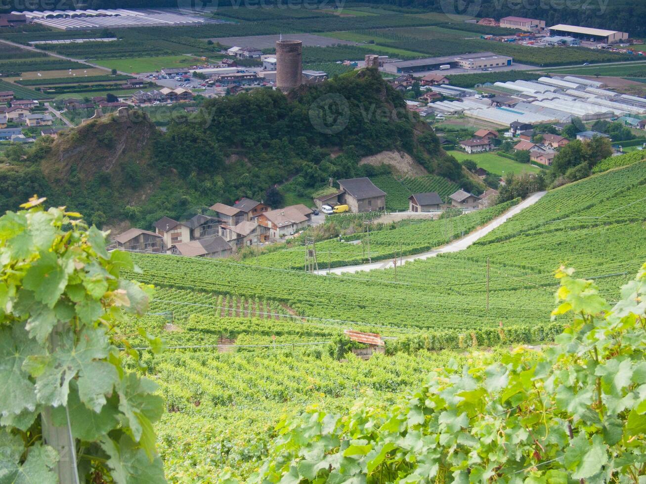 a view of a vineyard with a castle in the background photo