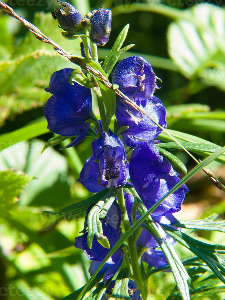 un azul flor con verde hojas foto