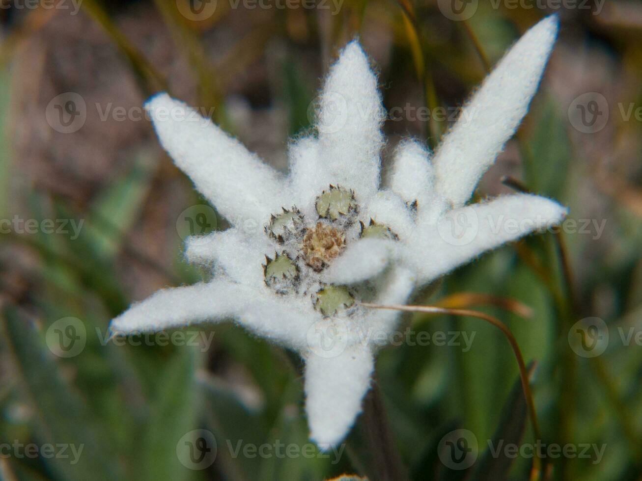 a white flower with a green center photo