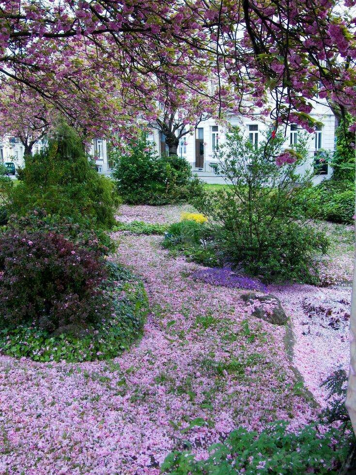 a flower garden with pink flowers photo