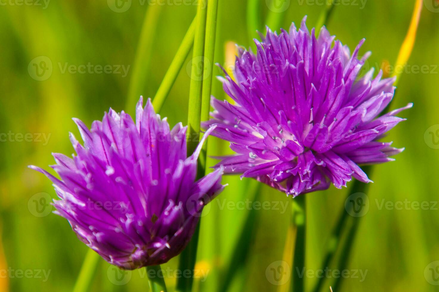 two purple flowers are growing in the grass photo