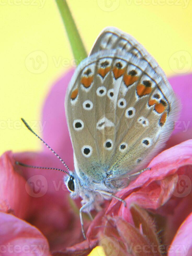 a butterfly on a flower photo