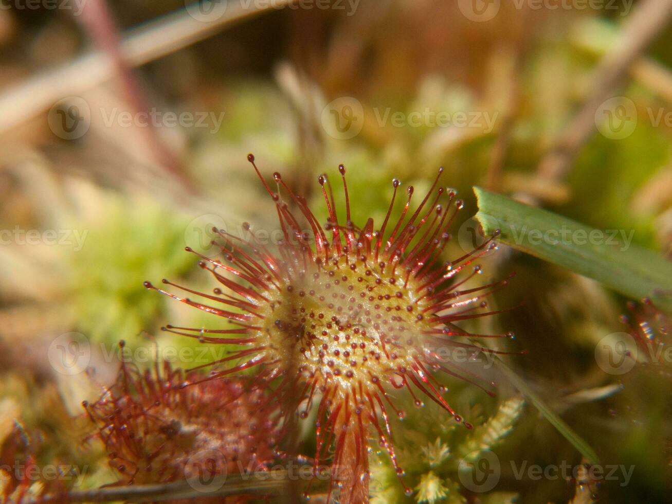 a close up of a flower with a green stem photo