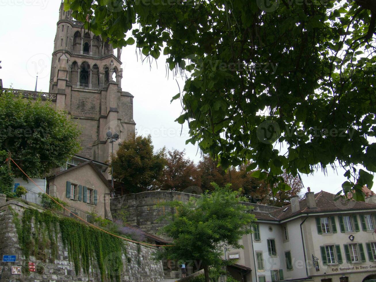 un grande árbol con verde hojas foto