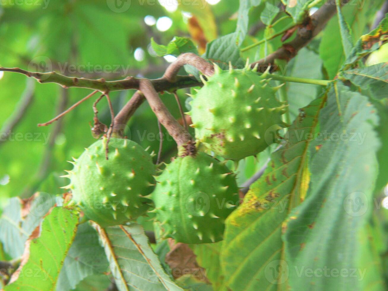 a bunch of green fruit on a tree branch photo