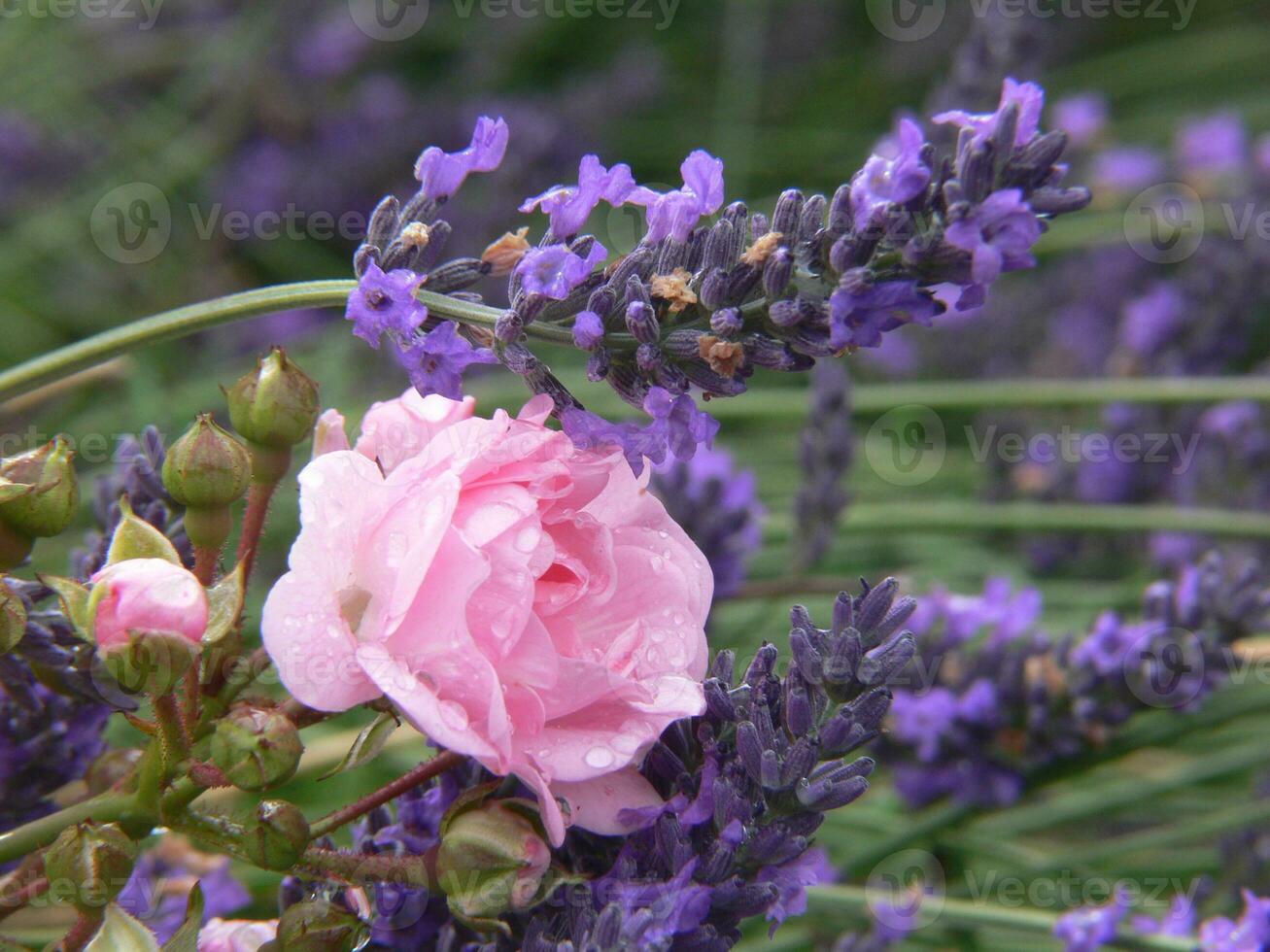 a pink rose is growing in front of lavender flowers photo