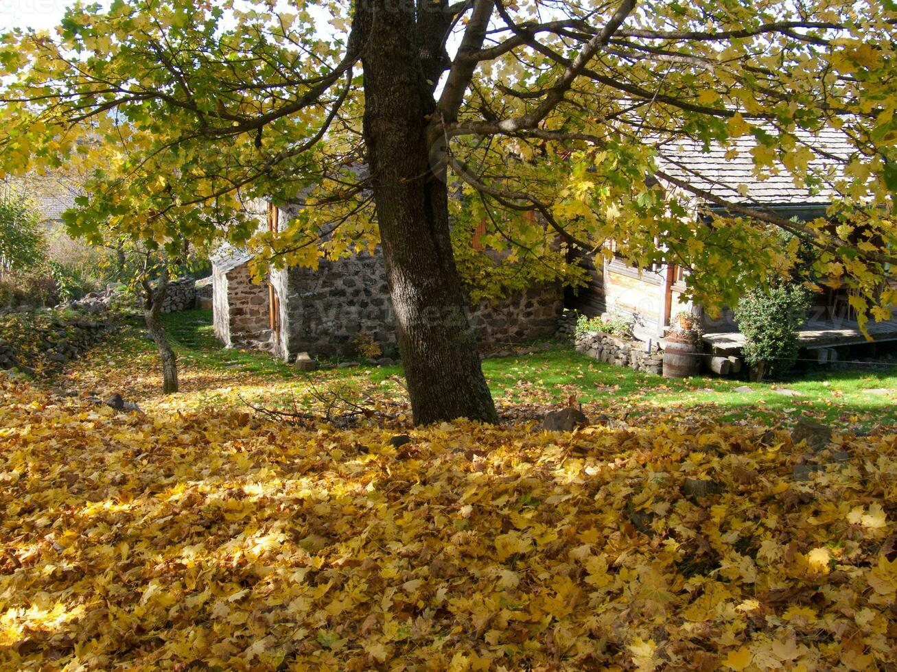 a tree with yellow leaves photo