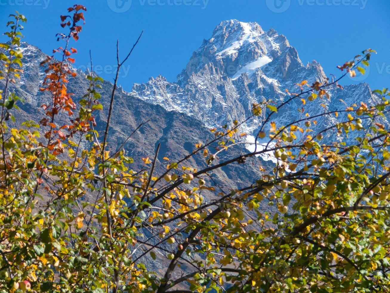 a tree with leaves photo