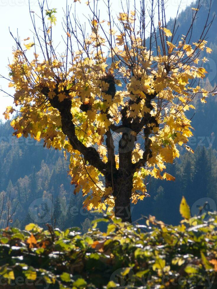 a tree with yellow leaves photo