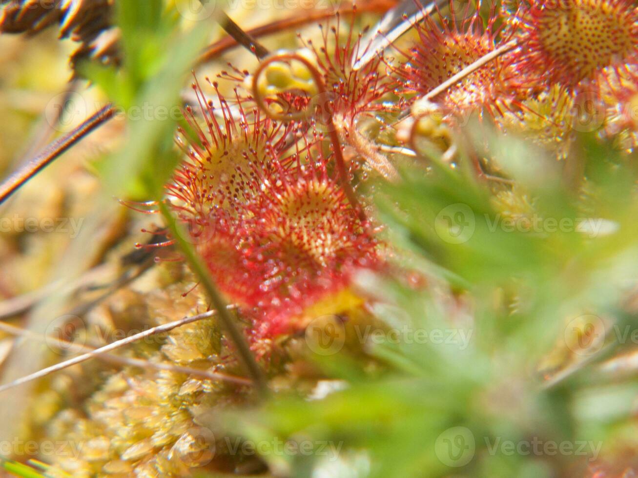 a close up of a plant with red flowers photo