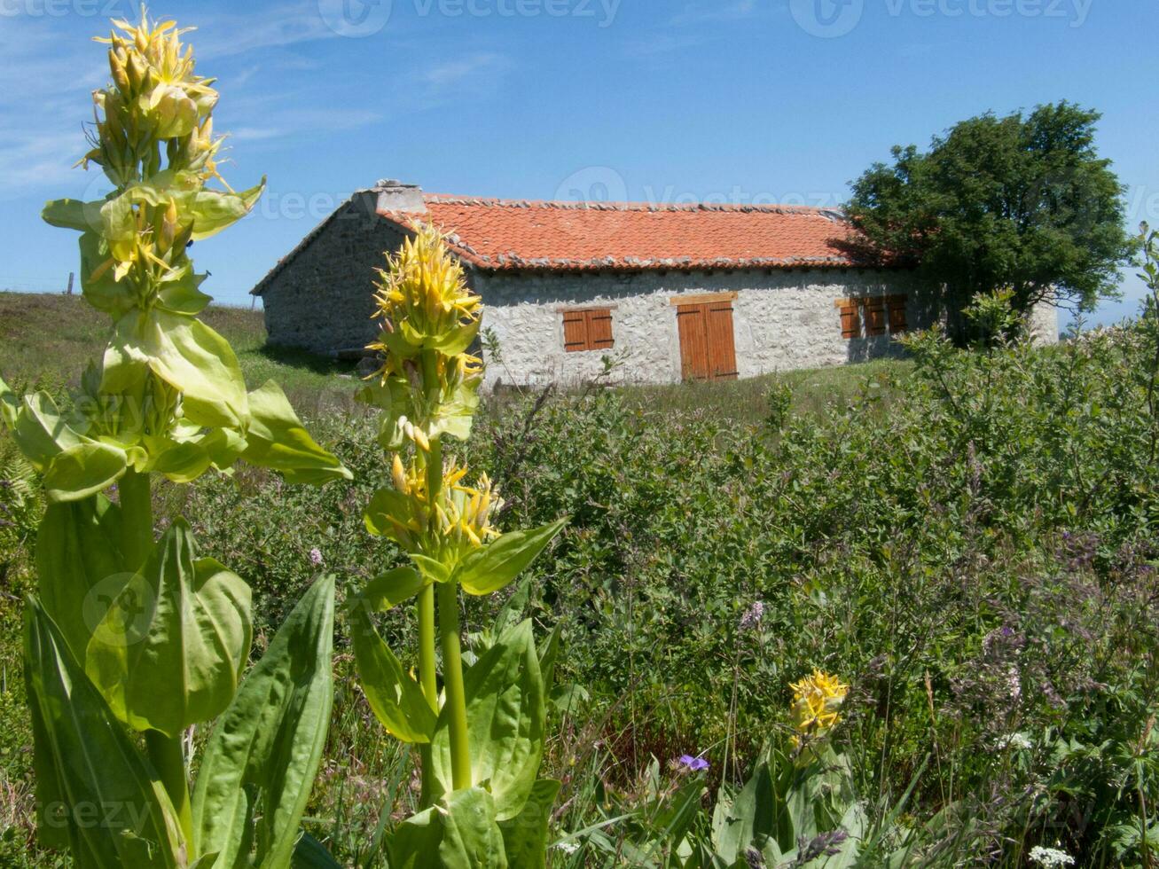 a field of green grass photo