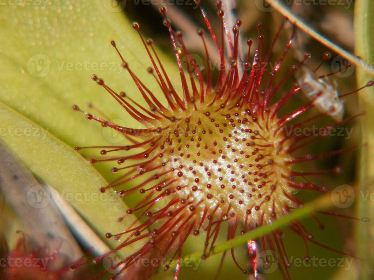 un flor con rojo y blanco Picos foto