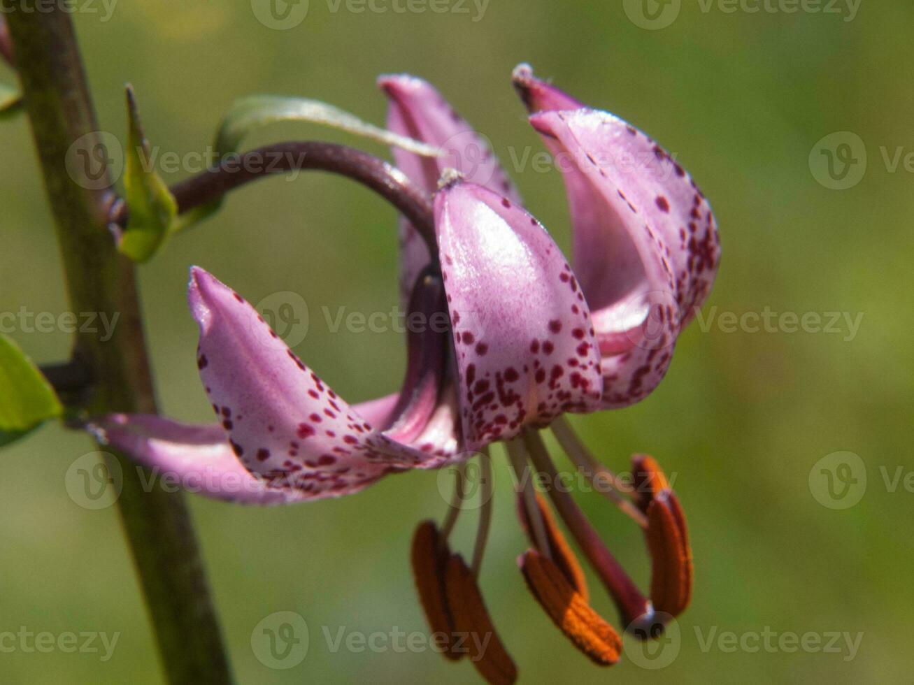 un púrpura flor con blanco lugares en eso foto