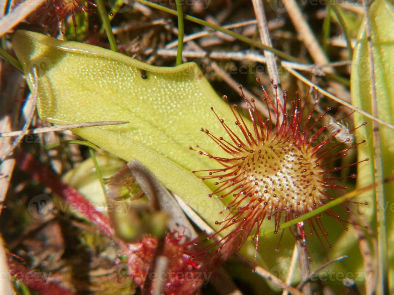 a pitcher plant with red flowers photo