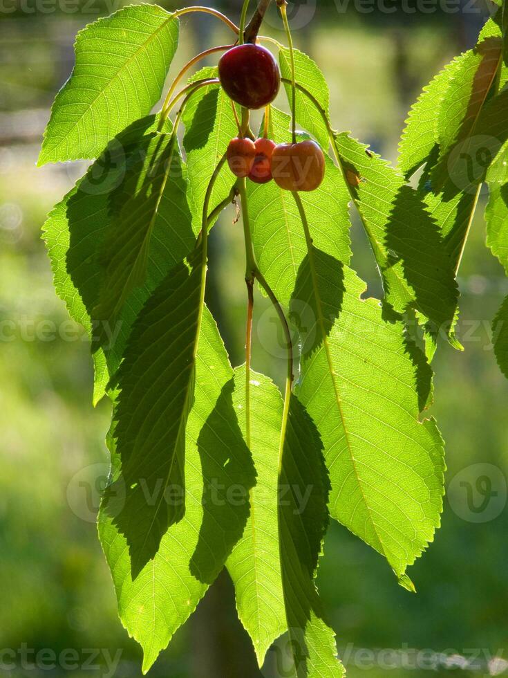 a cherry tree with cherries hanging from the branches photo