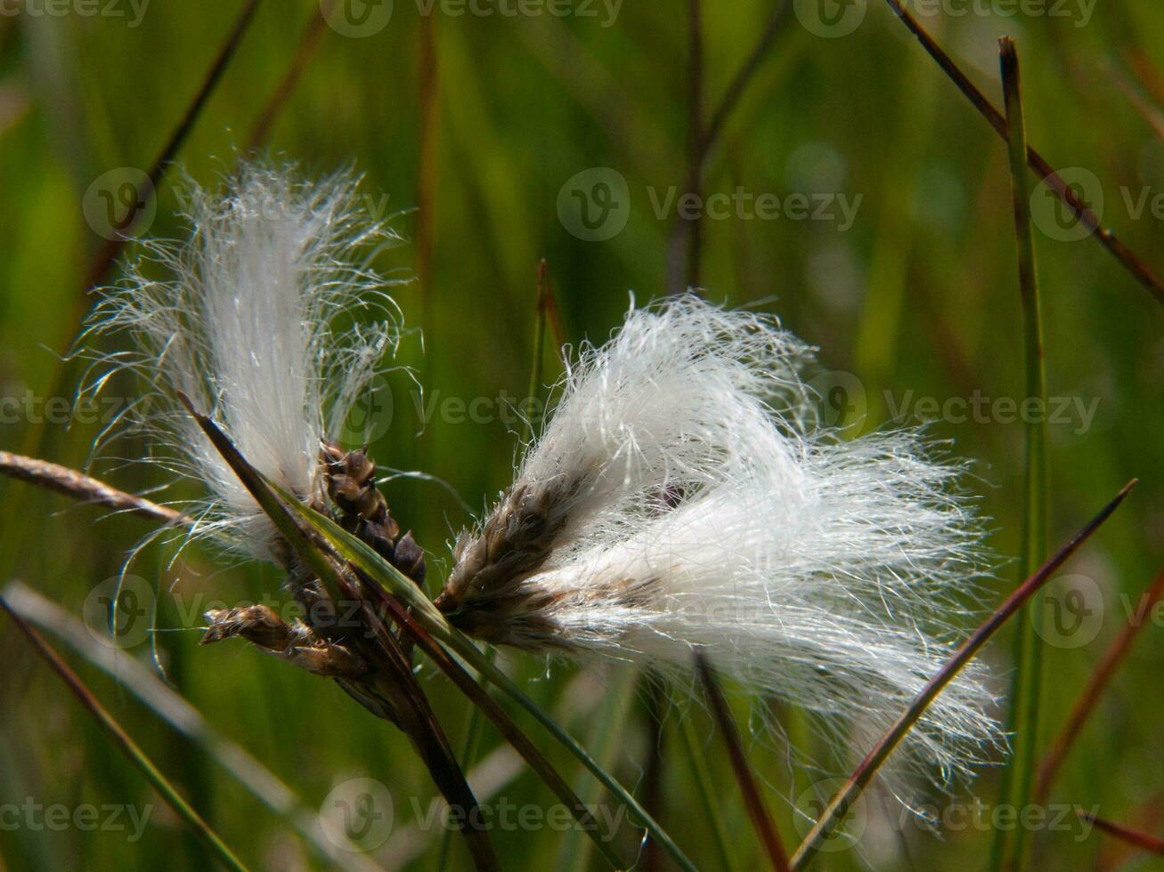 a close up of a plant with white fluffy stuff on it photo