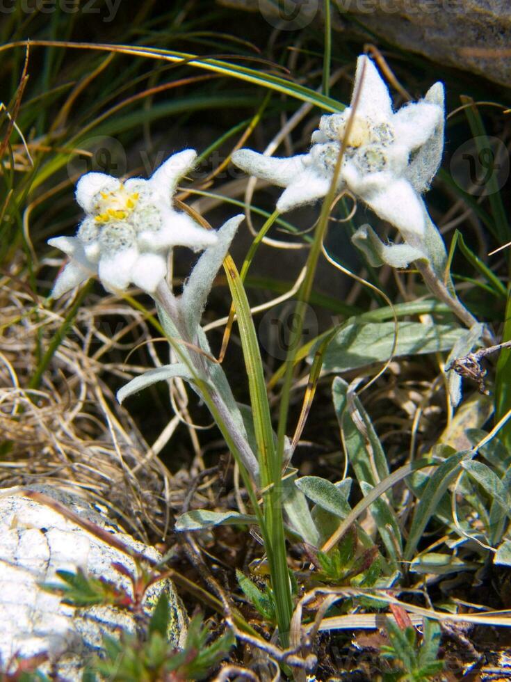 two white flowers growing in a rocky area photo